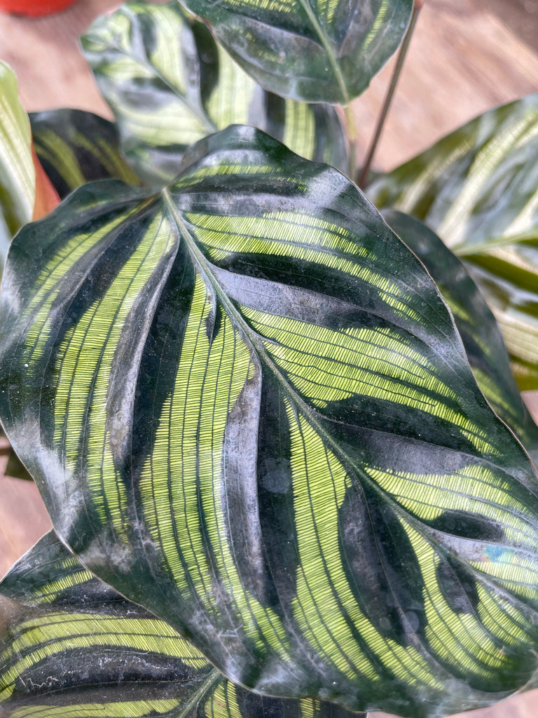 Calathea Makoyana