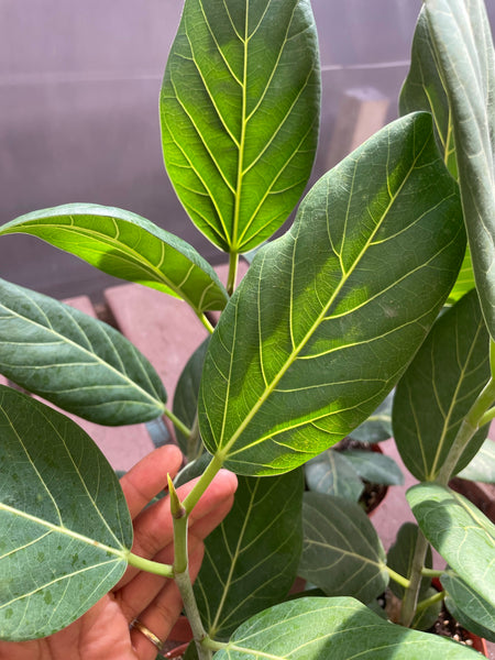 Ficus Audrey – Lyra Gardens