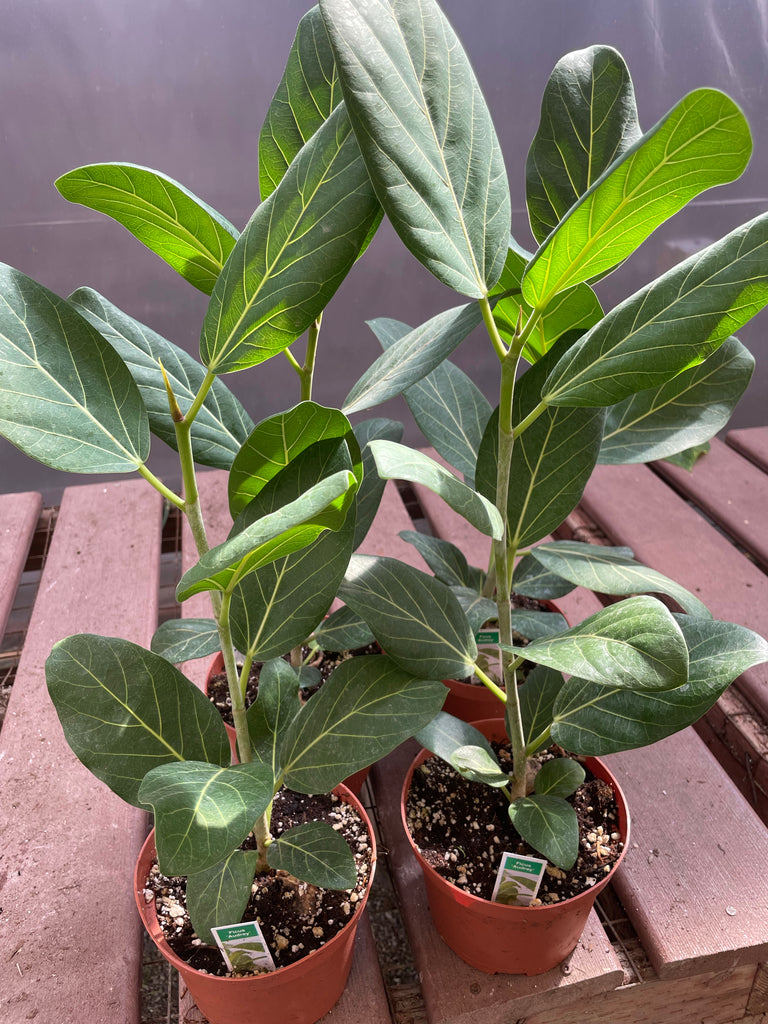 Ficus Audrey