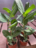 Ficus Audrey