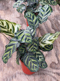 Calathea Makoyana