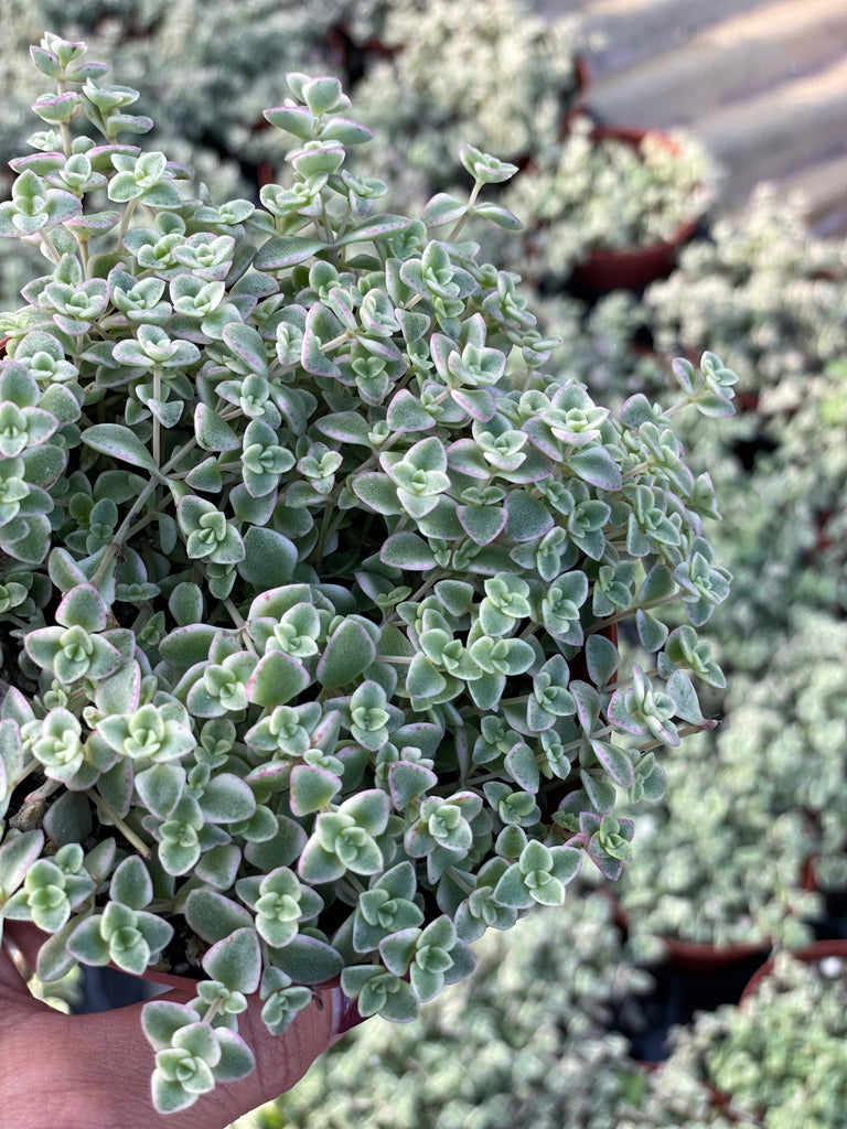 Sedum Little Missy