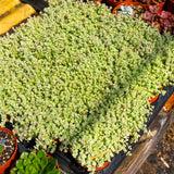 Sedum Little Missy
