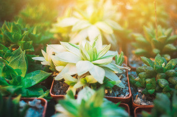 Do Succulents Need Sun? Yes! Tips For Indoor And Outdoor lighting
