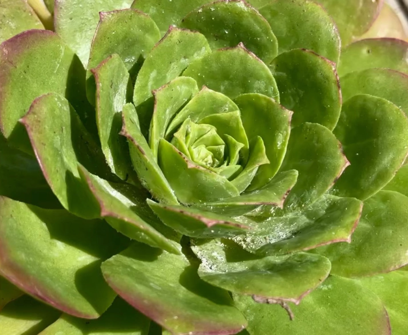 How to treat your succulents for Mealybugs