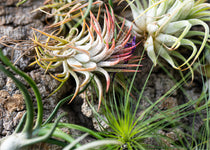 Air Plants