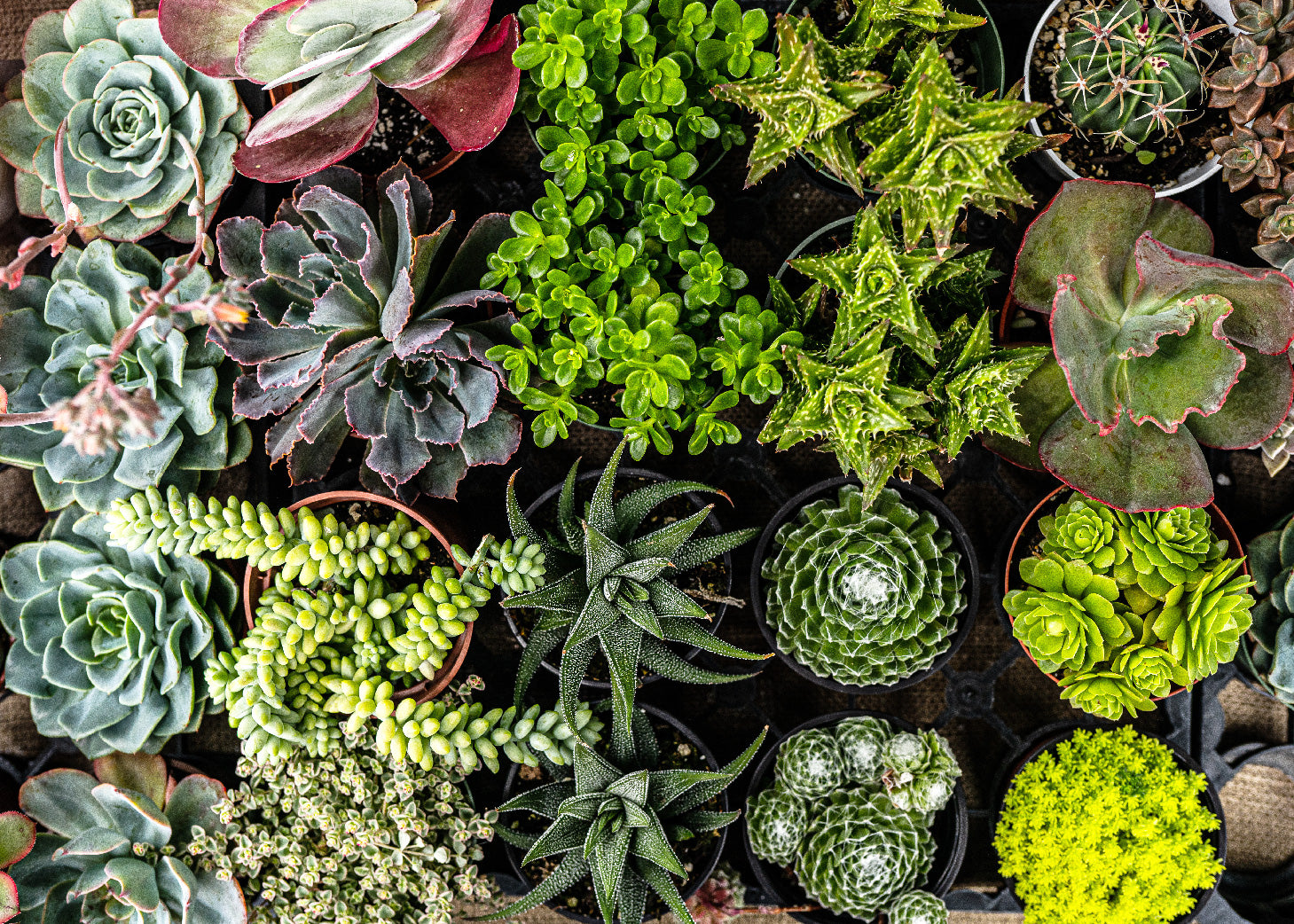 Go to the Cactus & Succulents collection