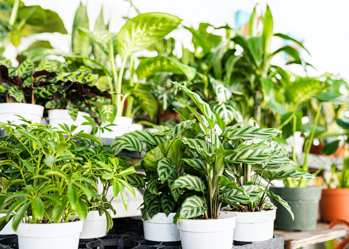 Go to the House Plants collection