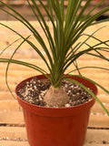 Ponytail Palm (Elephant Foot Tree)