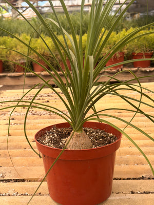 Ponytail Palm (Elephant Foot Tree)
