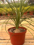 Ponytail Palm (Elephant Foot Tree)