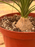 Ponytail Palm (Elephant Foot Tree)