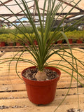 Ponytail Palm (Elephant Foot Tree)