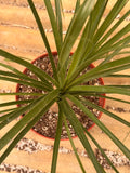 Ponytail Palm (Elephant Foot Tree)