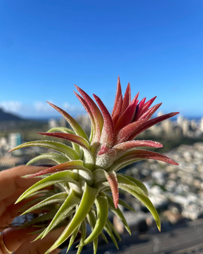 Tillandsia vanhyningii