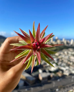 Tillandsia vanhyningii