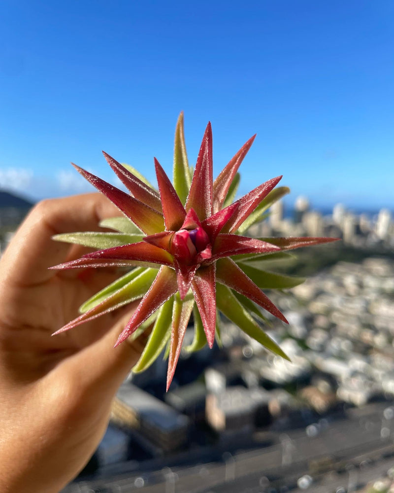 Tillandsia vanhyningii