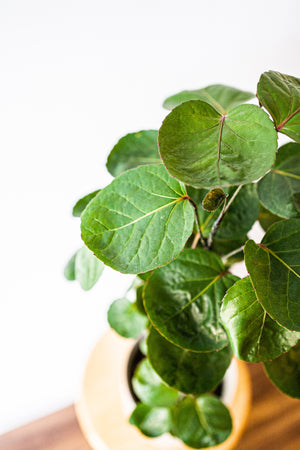 Tropical Plant Aralia Fabian
