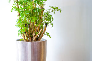 Tropical Plant Aralia Ming