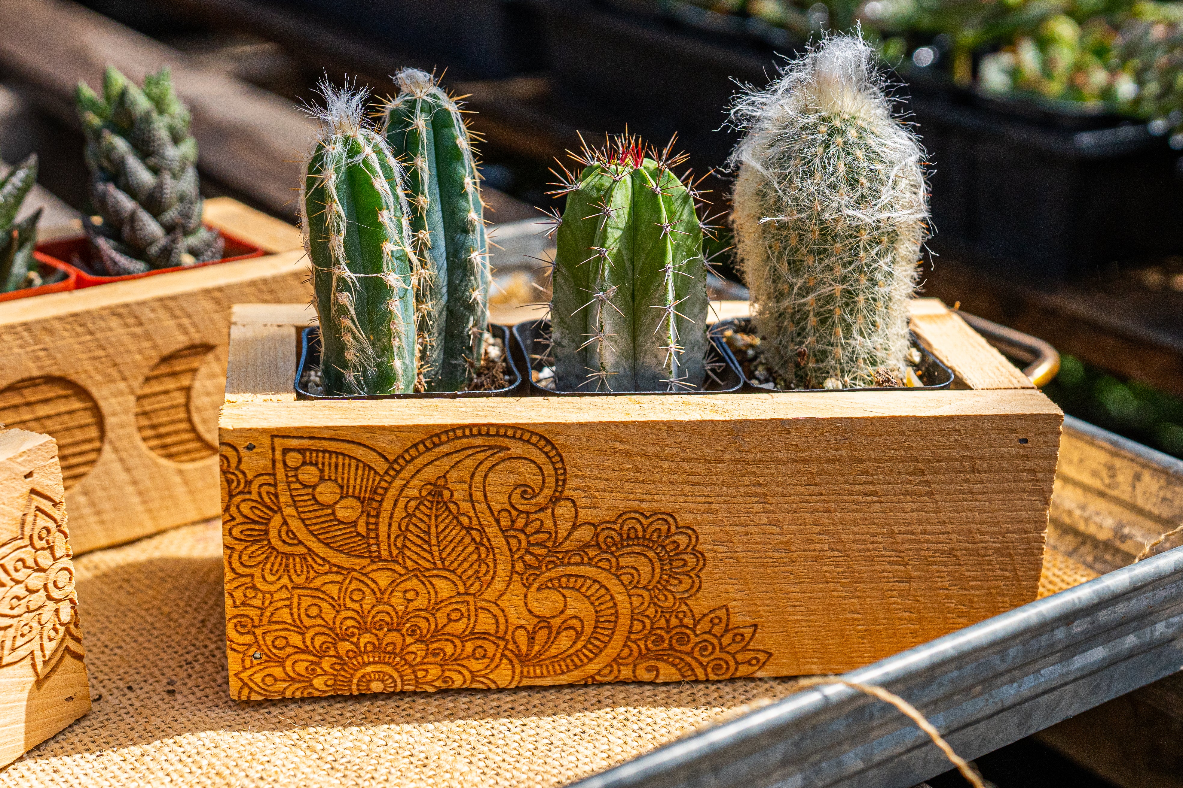 narwhal succulent planter Cedar Wood Succulent Planter – Lyra Gardens