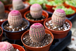 Rainbow Hedgehog Cactus