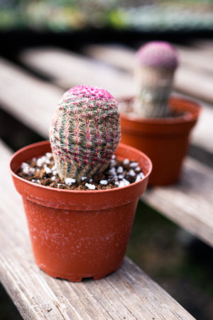 Rainbow Hedgehog Cactus