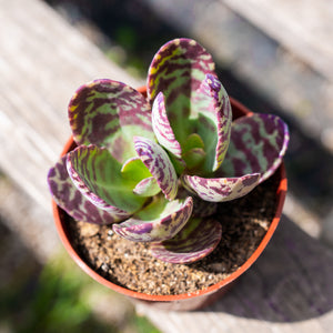 Tiger Kalanchoe humilis