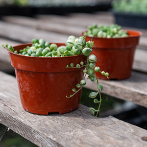 Variegated String of Pearls