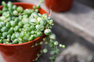 Variegated String of Pearls