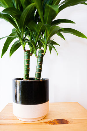 Dragon Plant Dracaena Elegance
