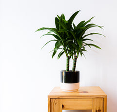 Dragon Plant Dracaena Elegance – Lyra Gardens