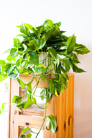Pothos Golden