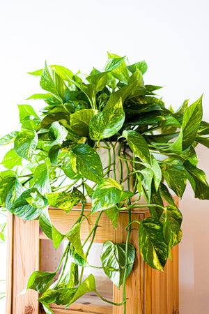 Pothos Golden