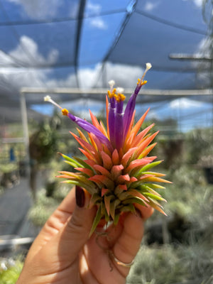 Large Ionantha Peach