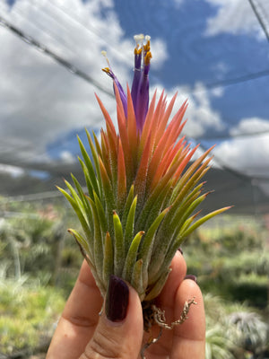 Large Ionantha Peach