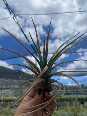Tillandsia Aleta