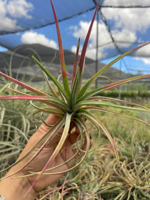 Tillandsia Aleta