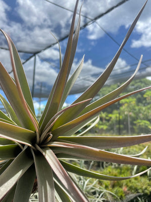 Tillandsia Majestic (Chiapensis X Concolor)- Large rare specimen