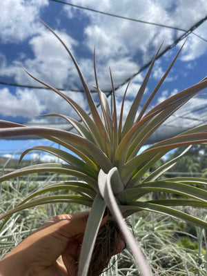 Tillandsia Majestic (Chiapensis X Concolor)- Large rare specimen