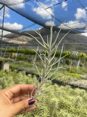 Tillandsia palacea (flaca)
