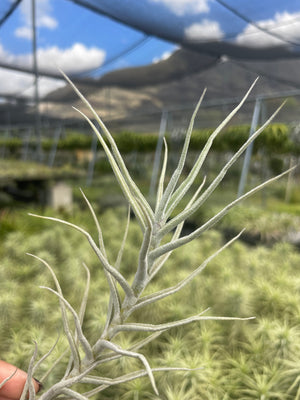 Tillandsia palacea (flaca)