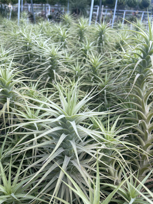 Tillandsia bergeri