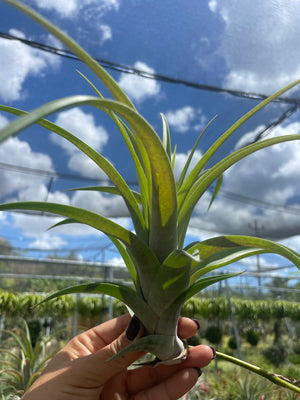 Tillandsia fluxuosa- Large Specimen