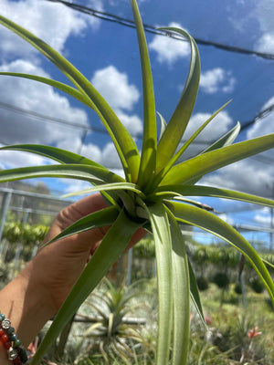 Tillandsia fluxuosa- Large Specimen