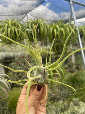 Tillandsia caput-medusae