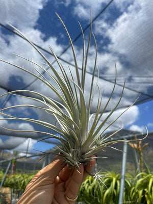 Tillandsia pringlei