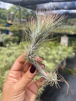 Tillandsia funkiana