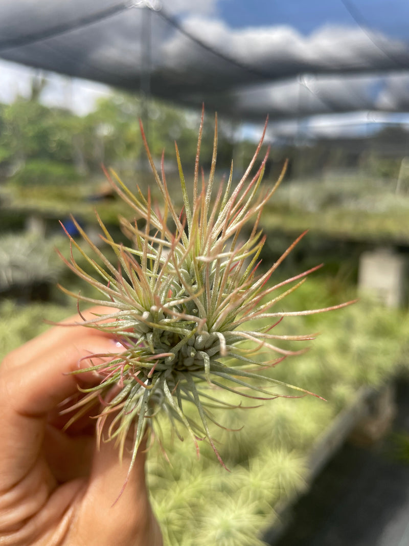 Tillandsia funkiana