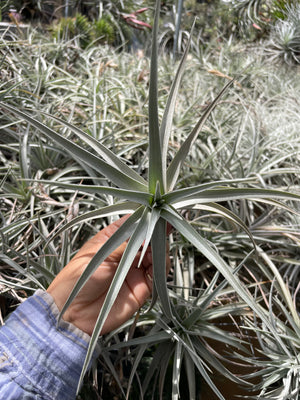 Tillandsia ixioides- Large