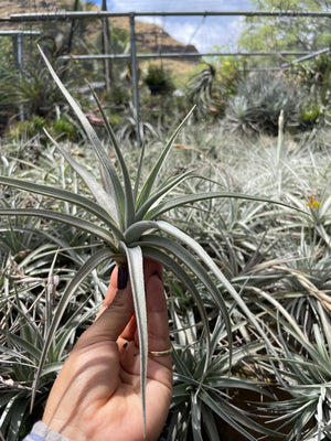 Tillandsia ixioides- Large